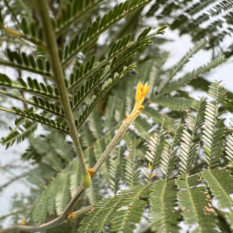 ARBOL ACACIA VERDE