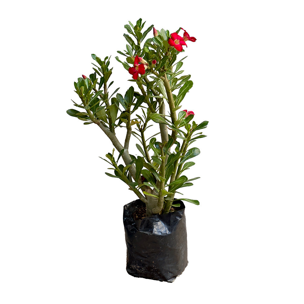 ADENIUM (FLOR DEL DESIERTO) CHICA