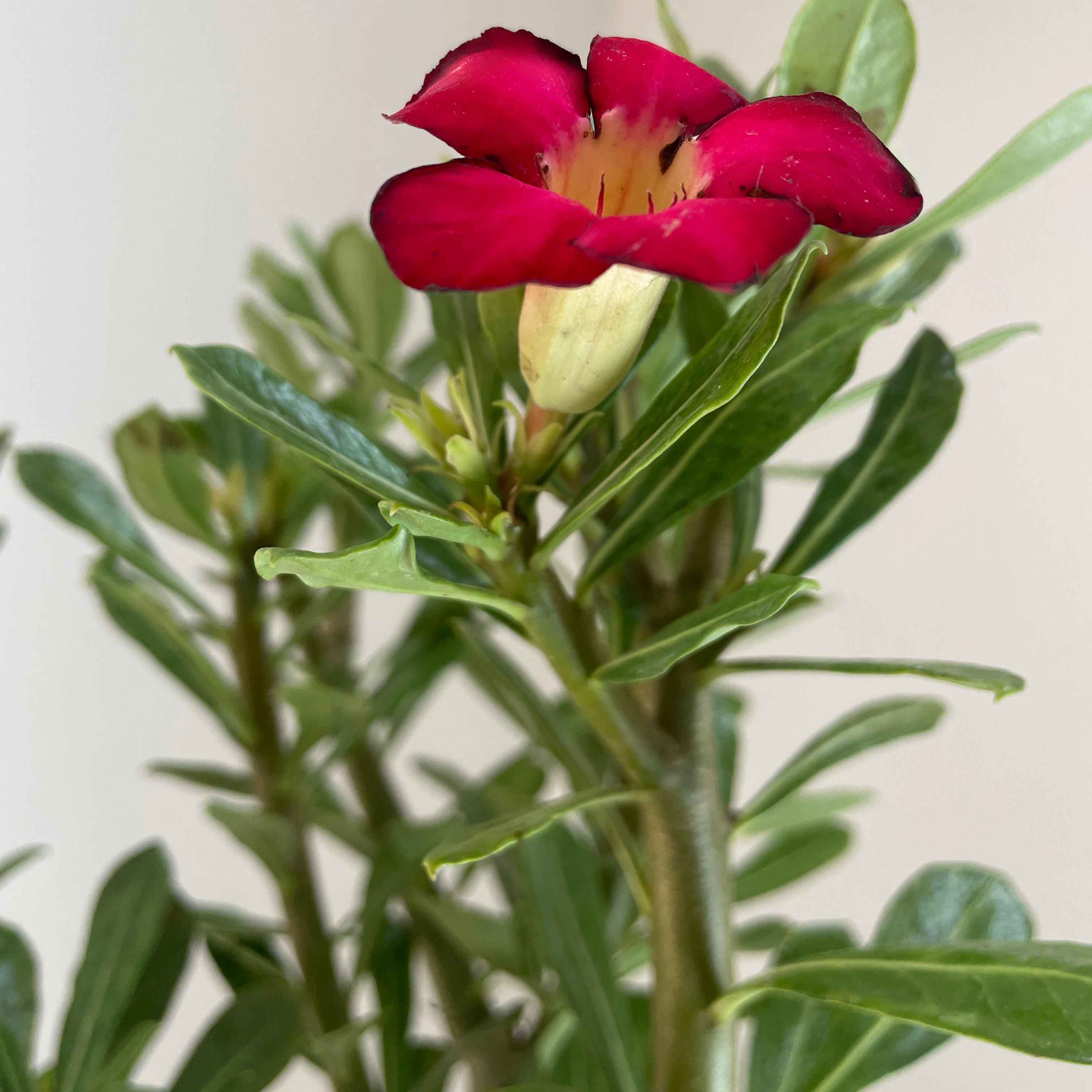ADENIUM (FLOR DEL DESIERTO) CHICA