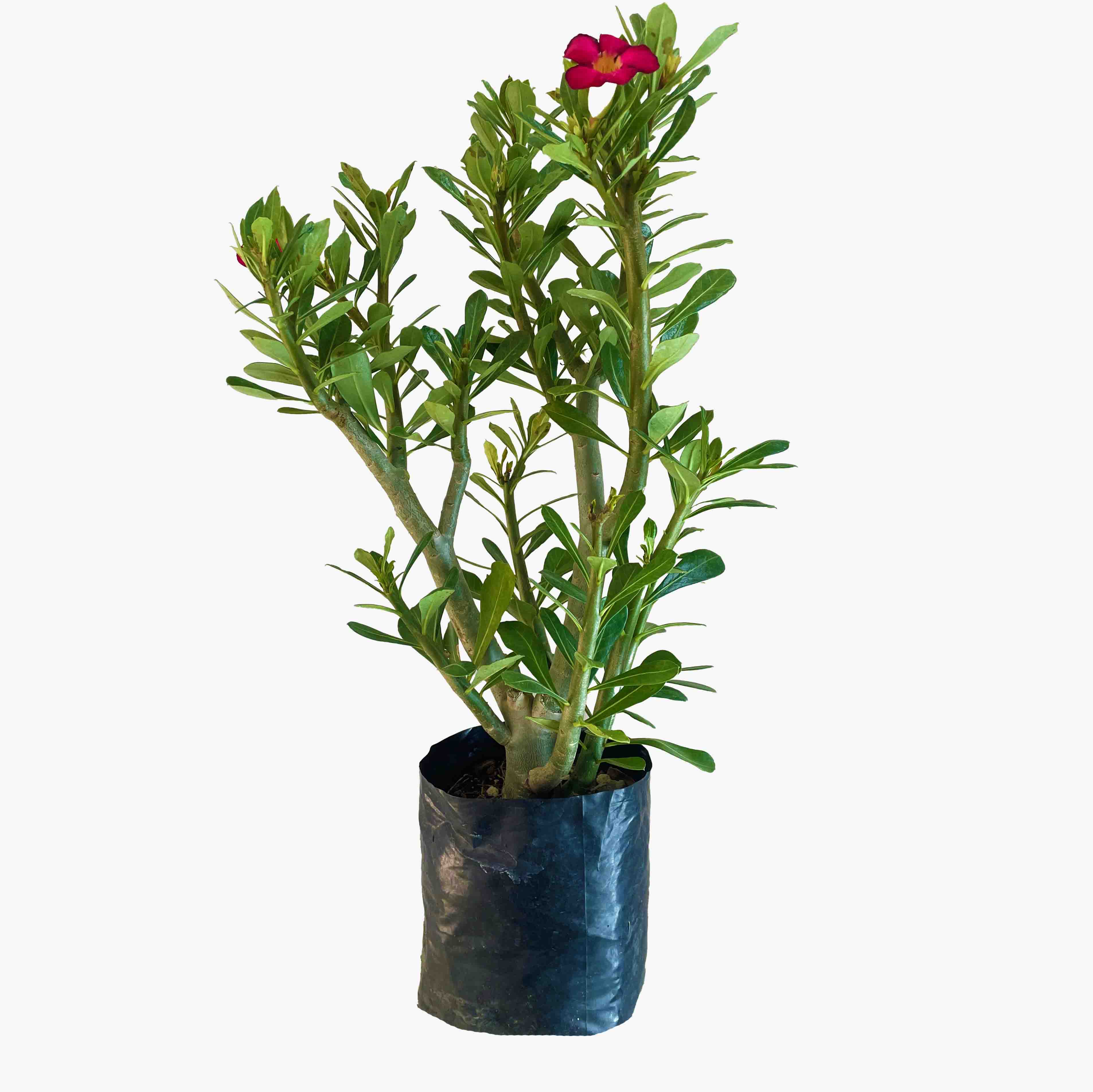 ADENIUM (FLOR DEL DESIERTO) GRANDE