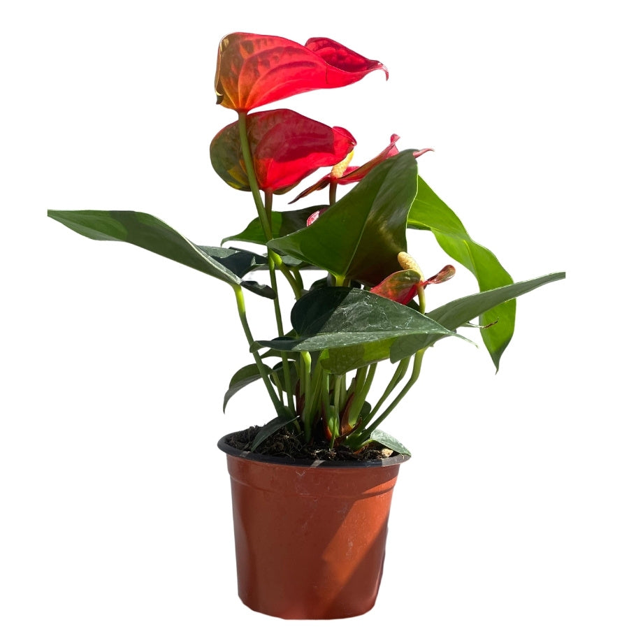 ANTURIO (ANTHURIUM) CHICO