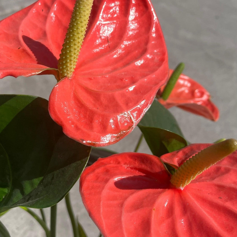 ANTURIO (ANTHURIUM) GRANDE
