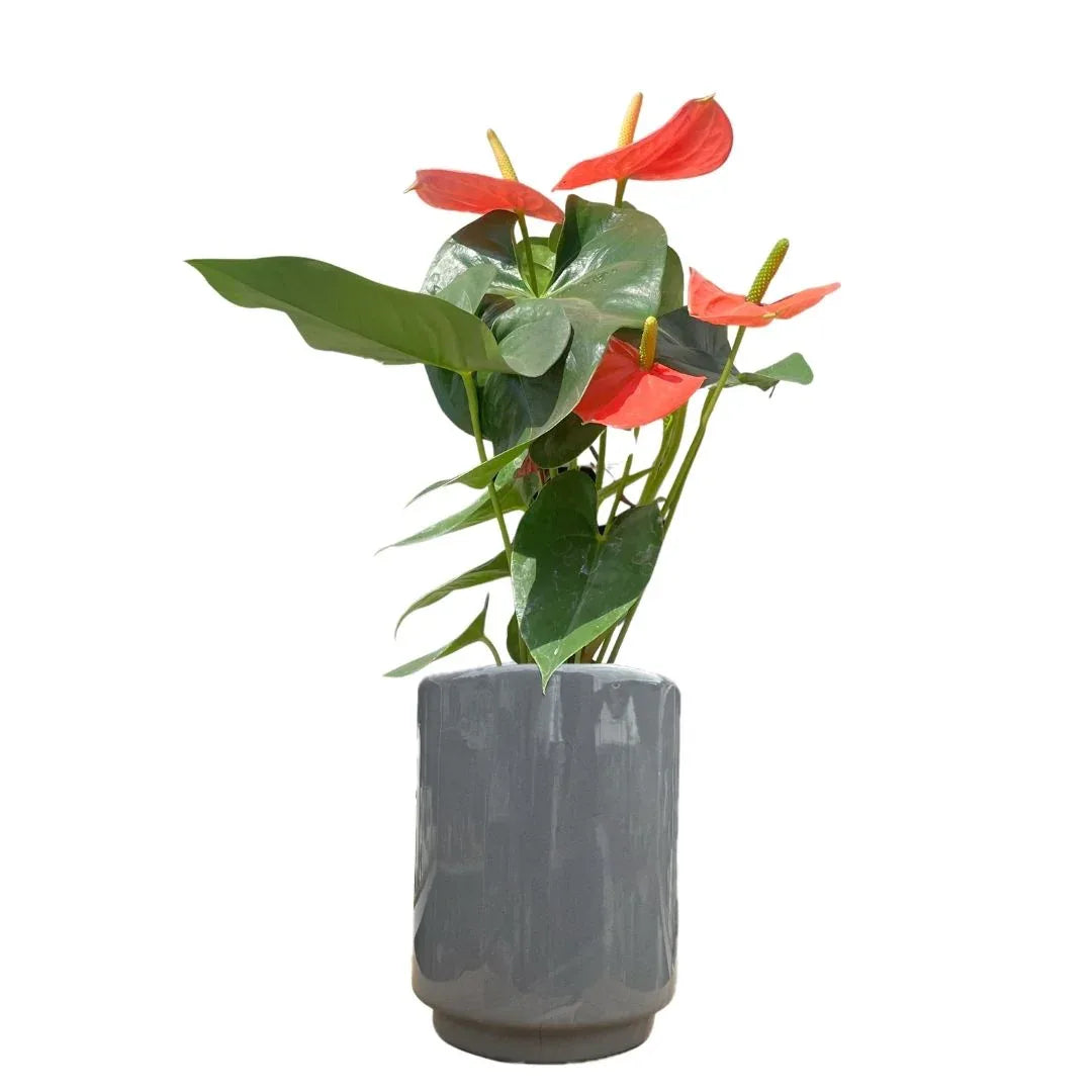 MACETA DE CERAMICA APELANDRA CHICO - Vivero Yañez 