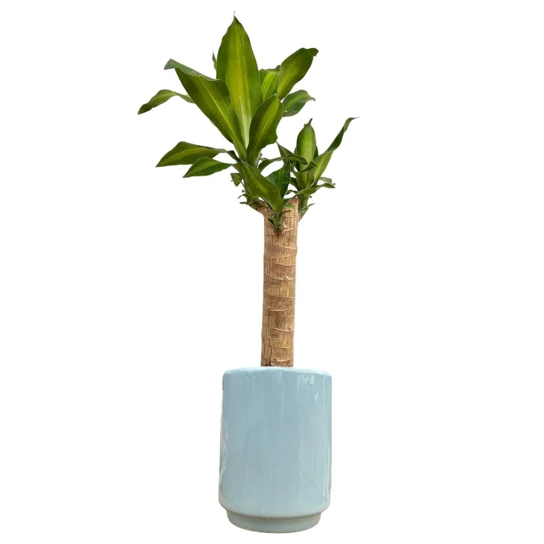 MACETA DE CERAMICA APELANDRA MEDIANO - Vivero Yañez 