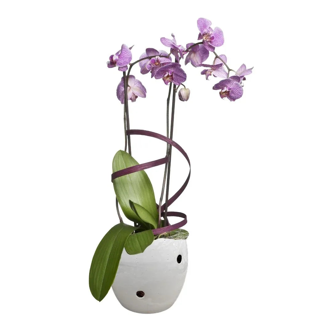 MACETA DE CERAMICA APOTRO ORQUIDEA - Vivero Yañez 