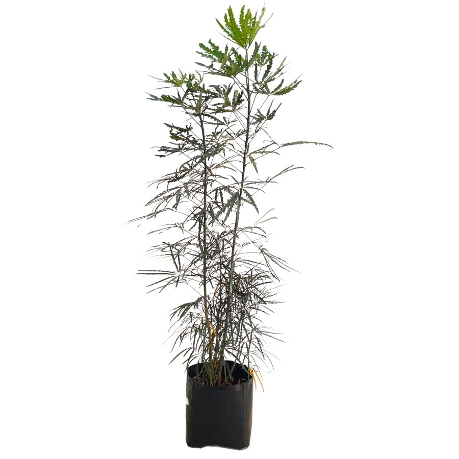 ARALIA ELEGANTISIMA GRANDE