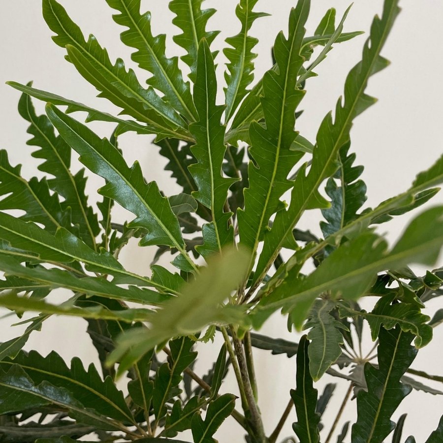 ARALIA ELEGANTISIMA GRANDE