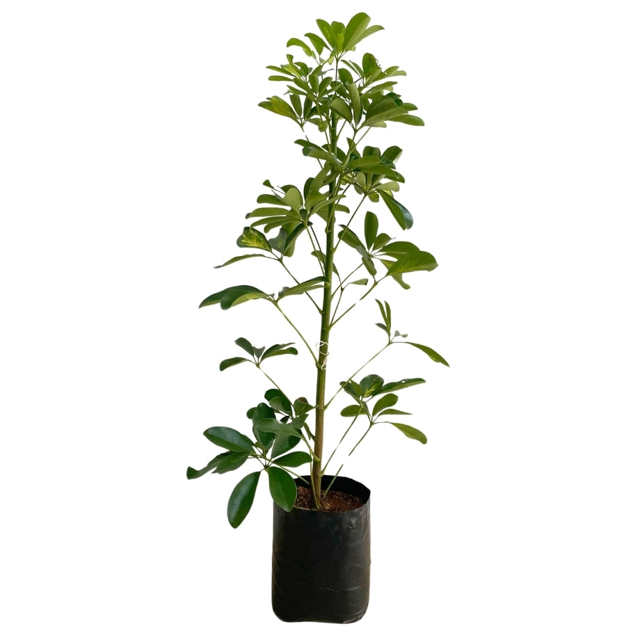 ARALIA SCHEFFLERA CHICA