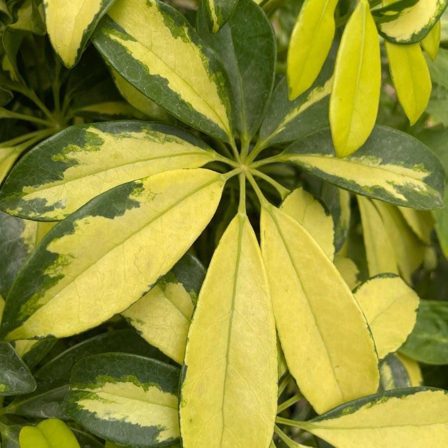 ARALIA SCHEFFLERA CHICA