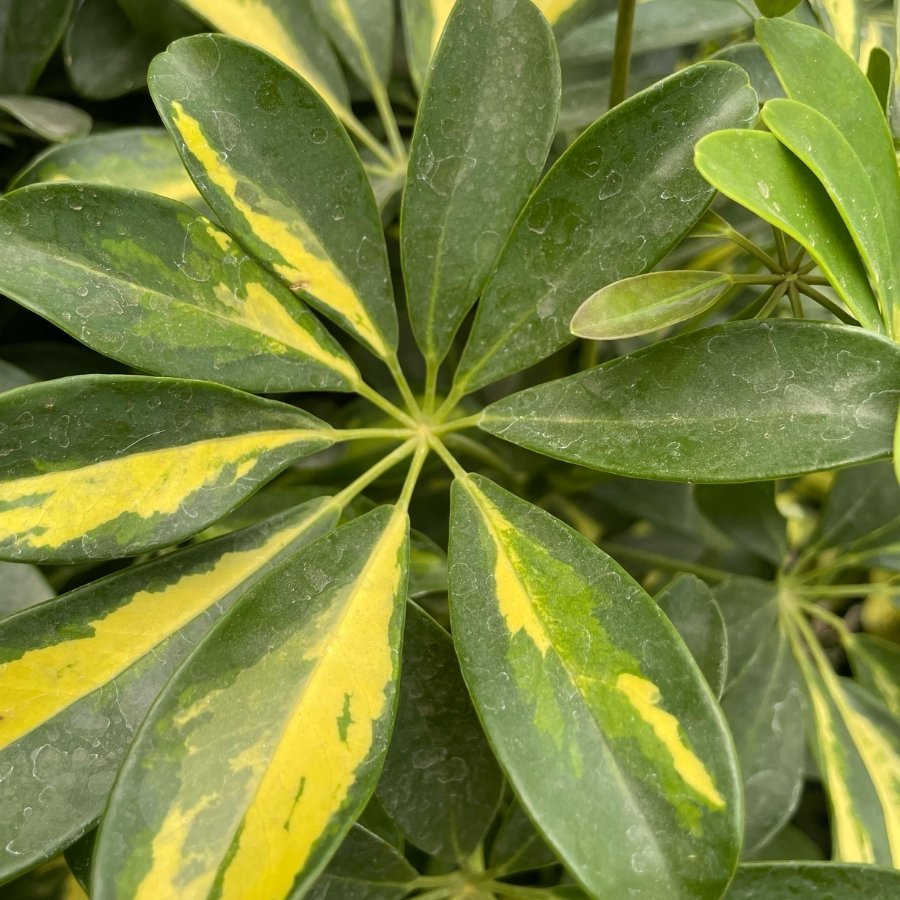 ARALIA SCHEFFLERA GRANDE