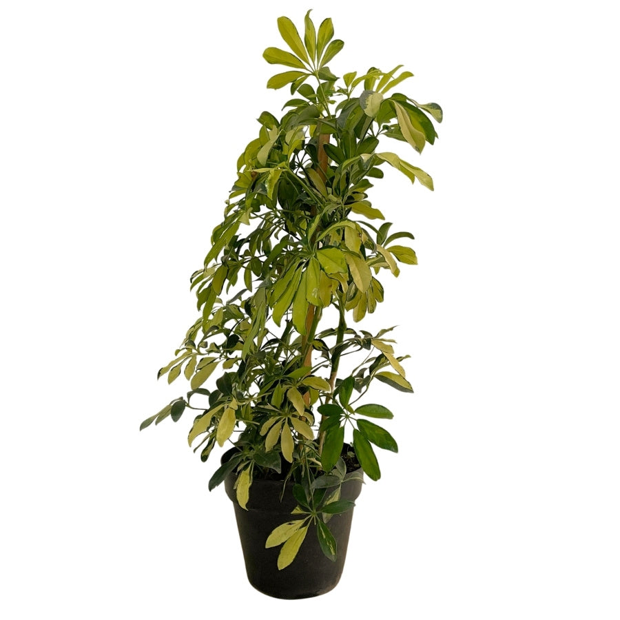 ARALIA SCHEFFLERA MEDIANA