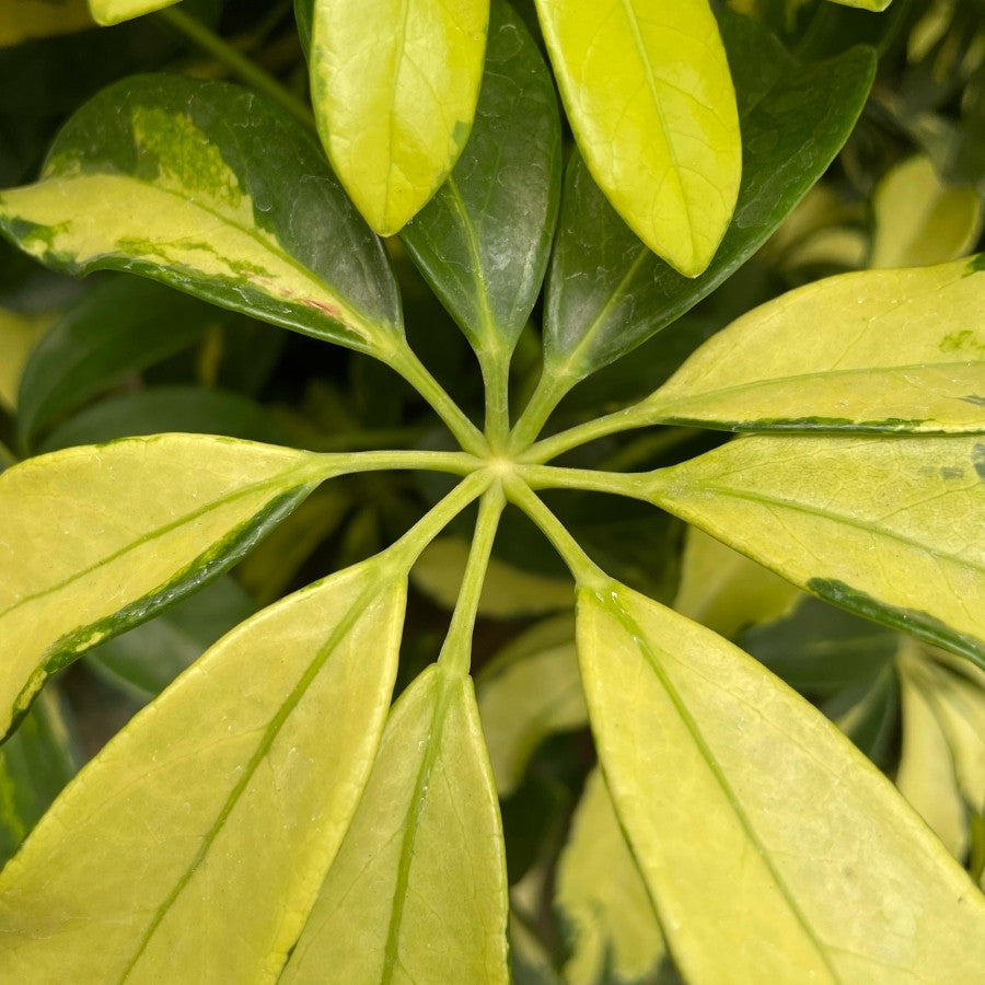 ARALIA SCHEFFLERA MEDIANA