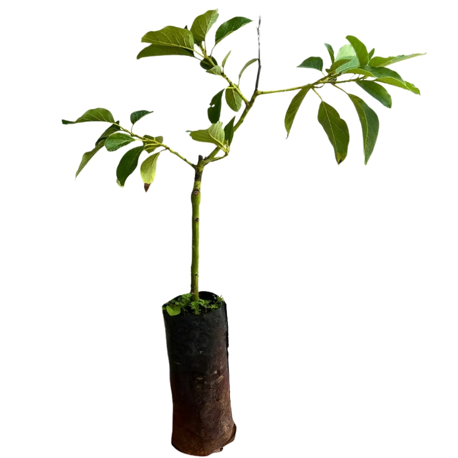 ARBOL AGUACATE CRIOLLO