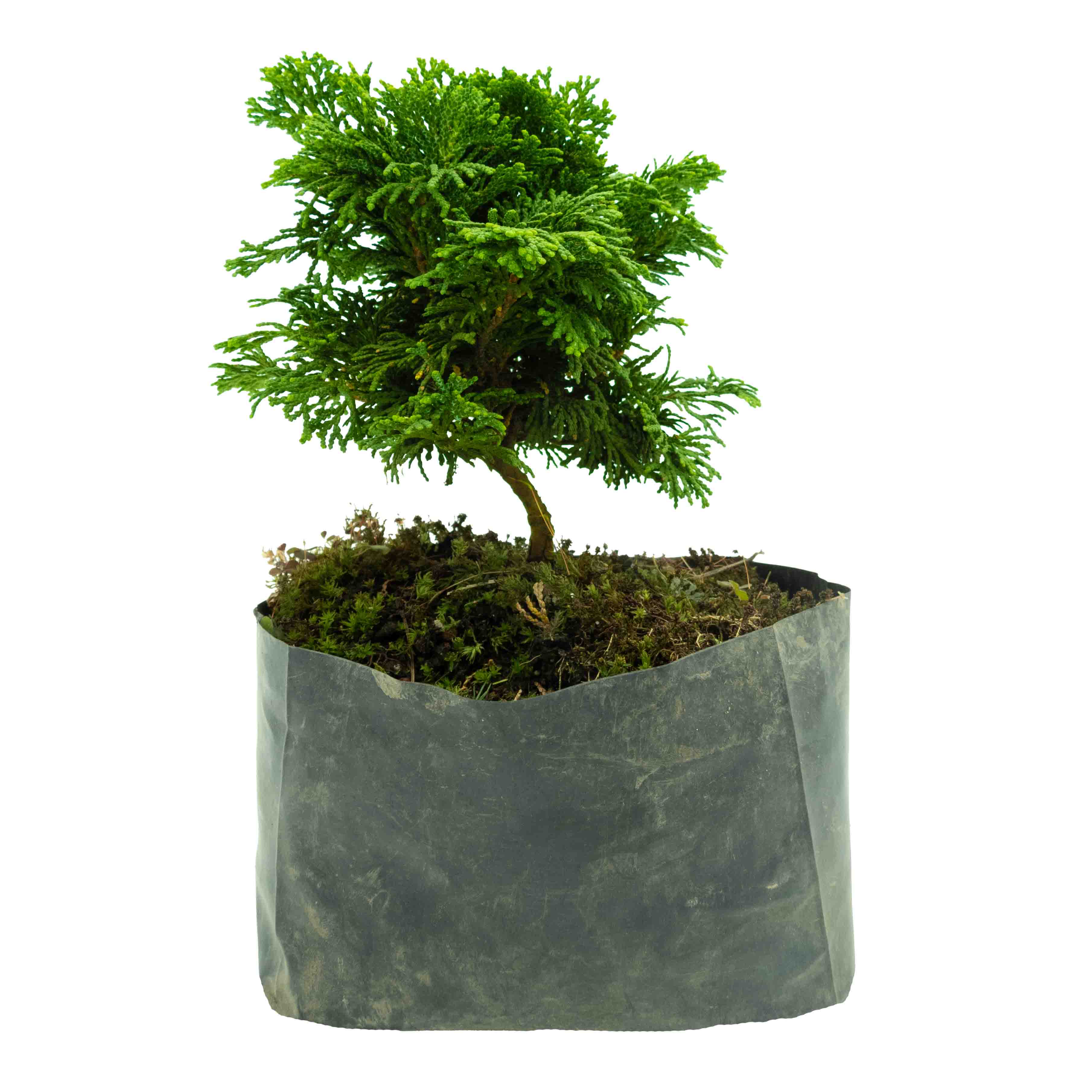 ARBOL CIPRES JAPONES BONSAI CHICO