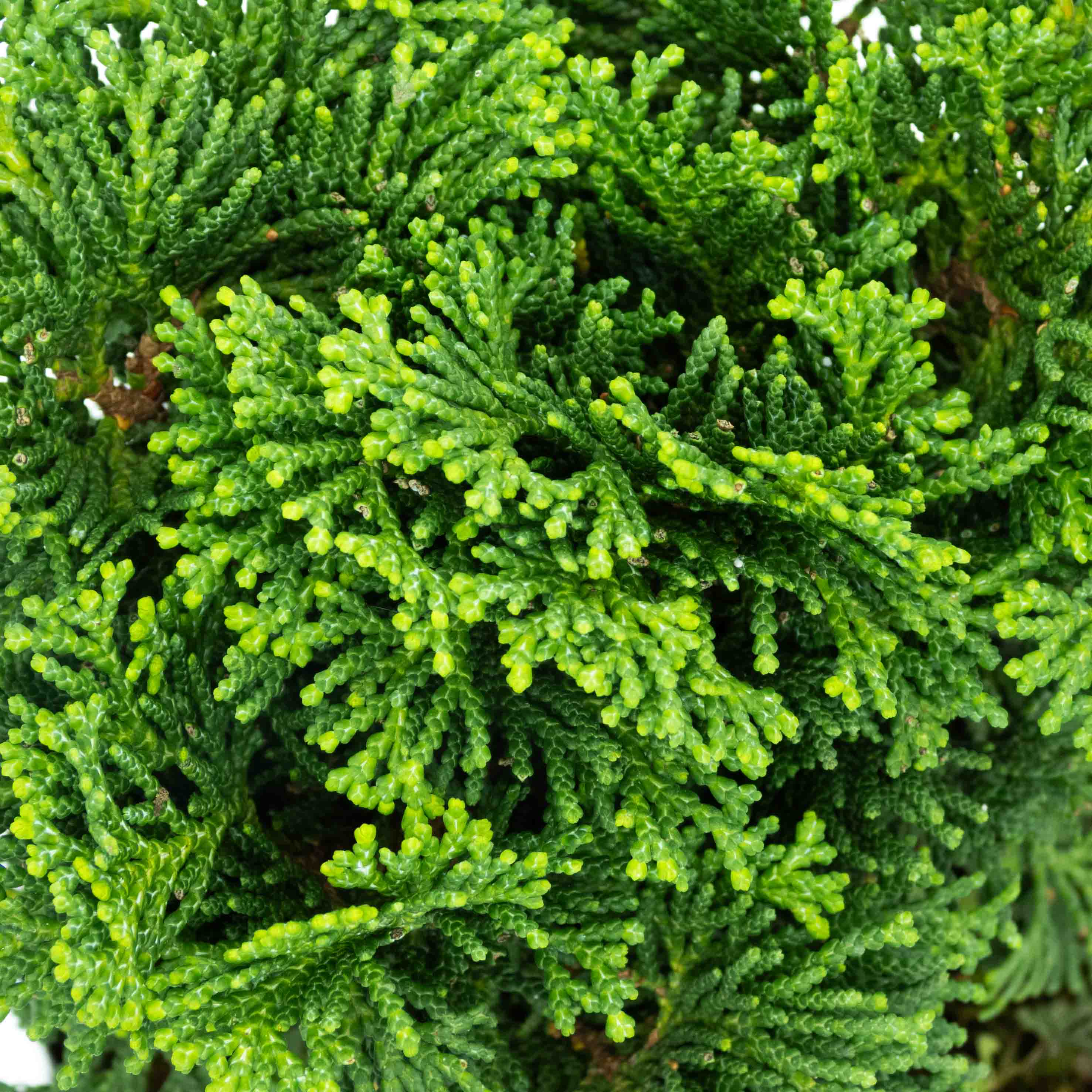 ARBOL CIPRES JAPONES BONSAI CHICO