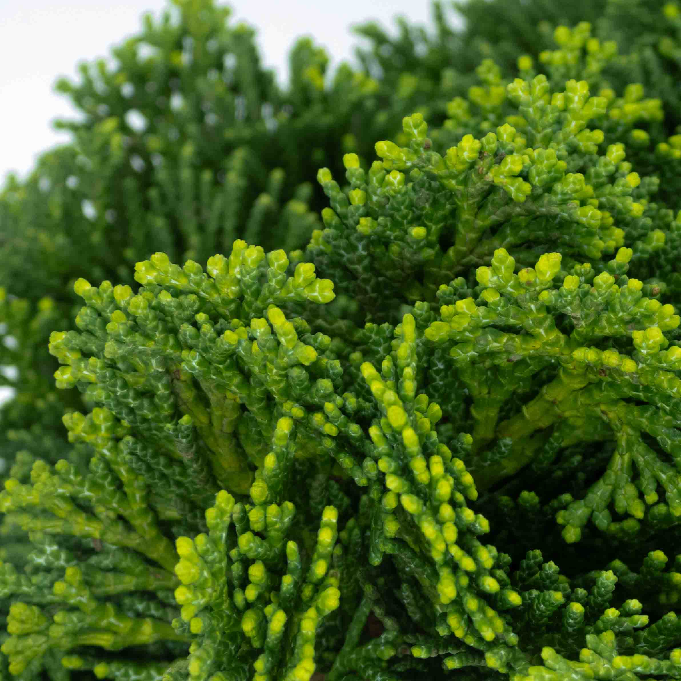 ARBOL CIPRES JAPONES BONSAI GRANDE