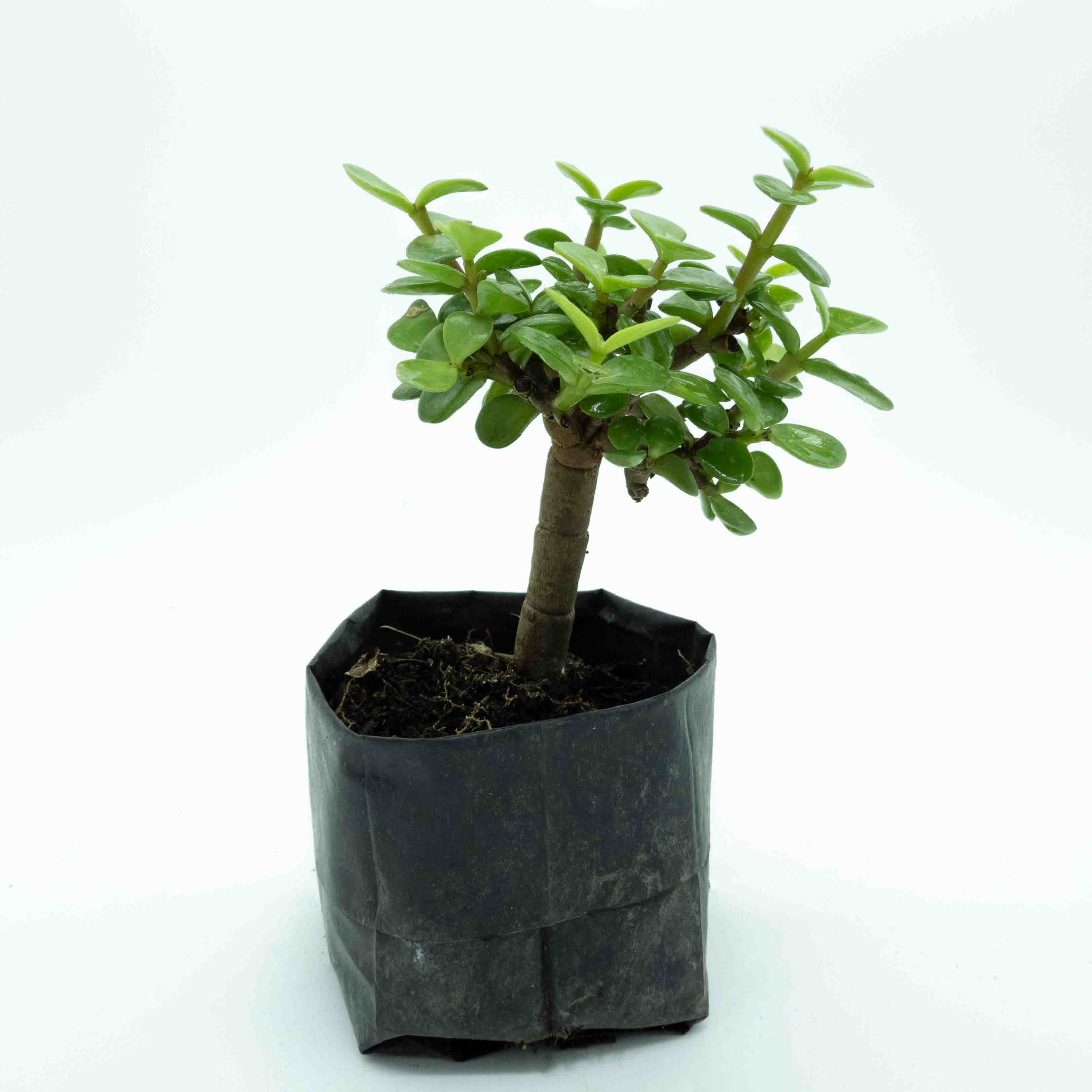 ARBOL DE LA ABUNDANCIA BONSAI CHICO