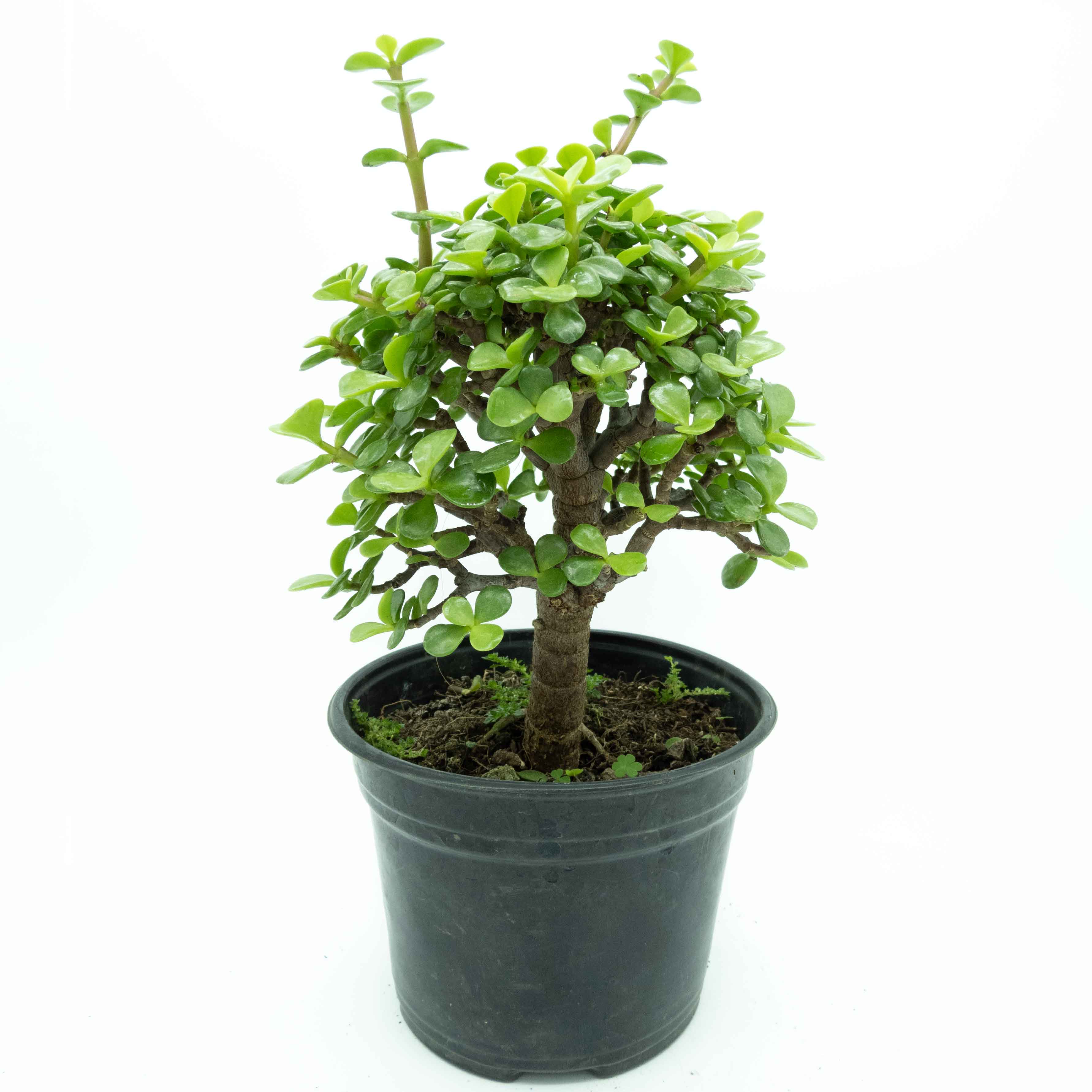 ARBOL DE LA ABUNDANCIA BONSAI GRANDE