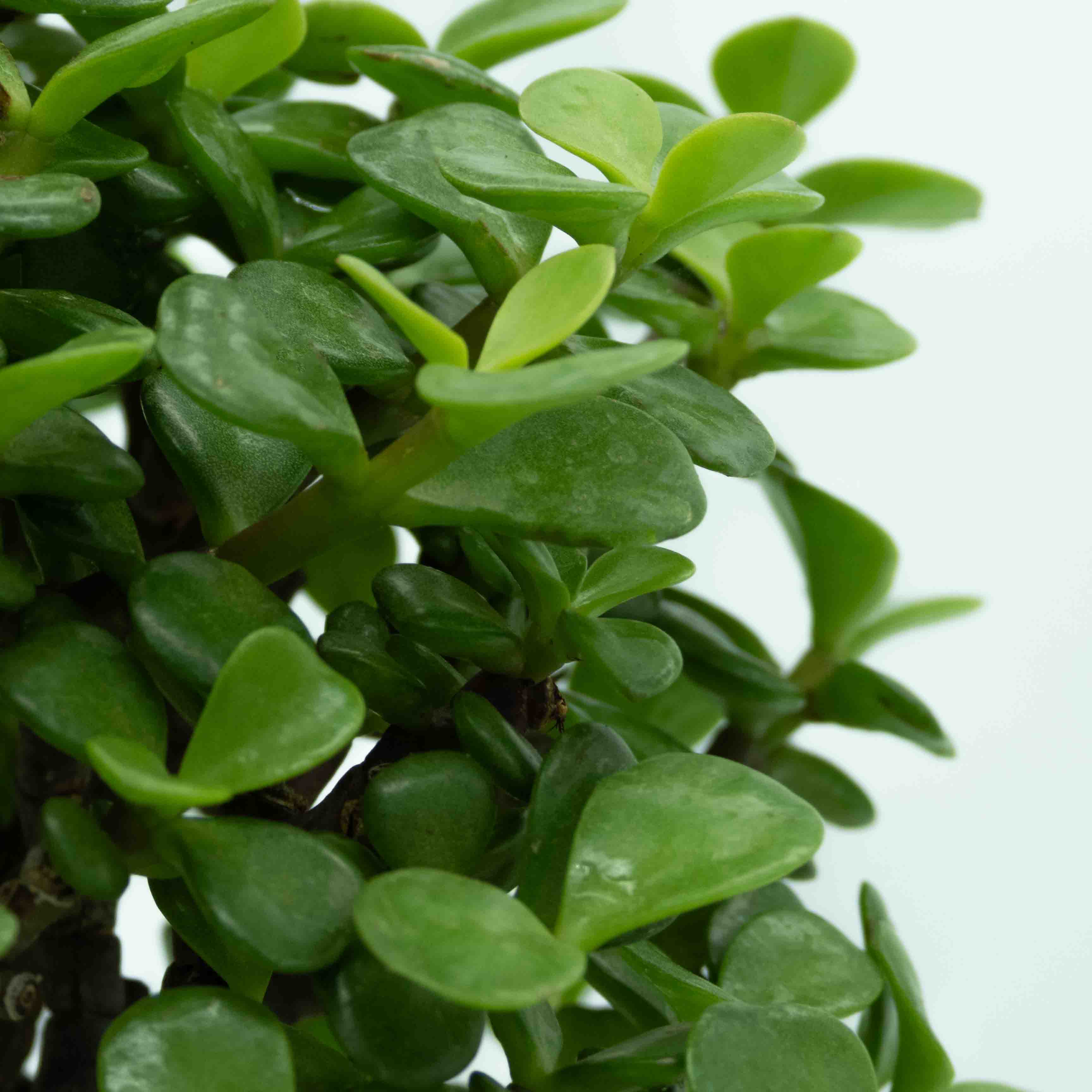 ARBOL DE LA ABUNDANCIA BONSAI GRANDE