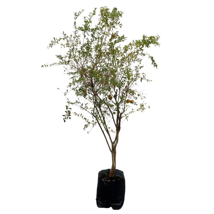 ARBOL GRANADA GRANDE