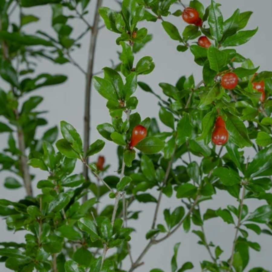 ARBOL GRANADA GRANDE