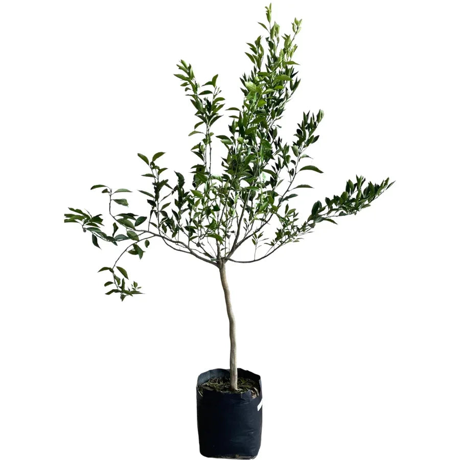 ARBOL MANDARINA (PIÑATERA) - Vivero Yañez 
