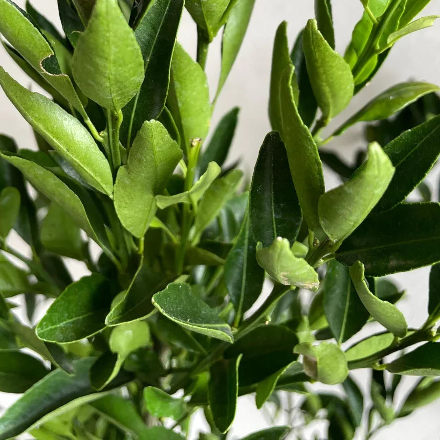 ARBOL MANDARINA (PIÑATERA) - Vivero Yañez 
