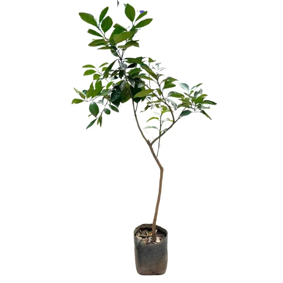 ARBOL NARANJA - Vivero Yañez 