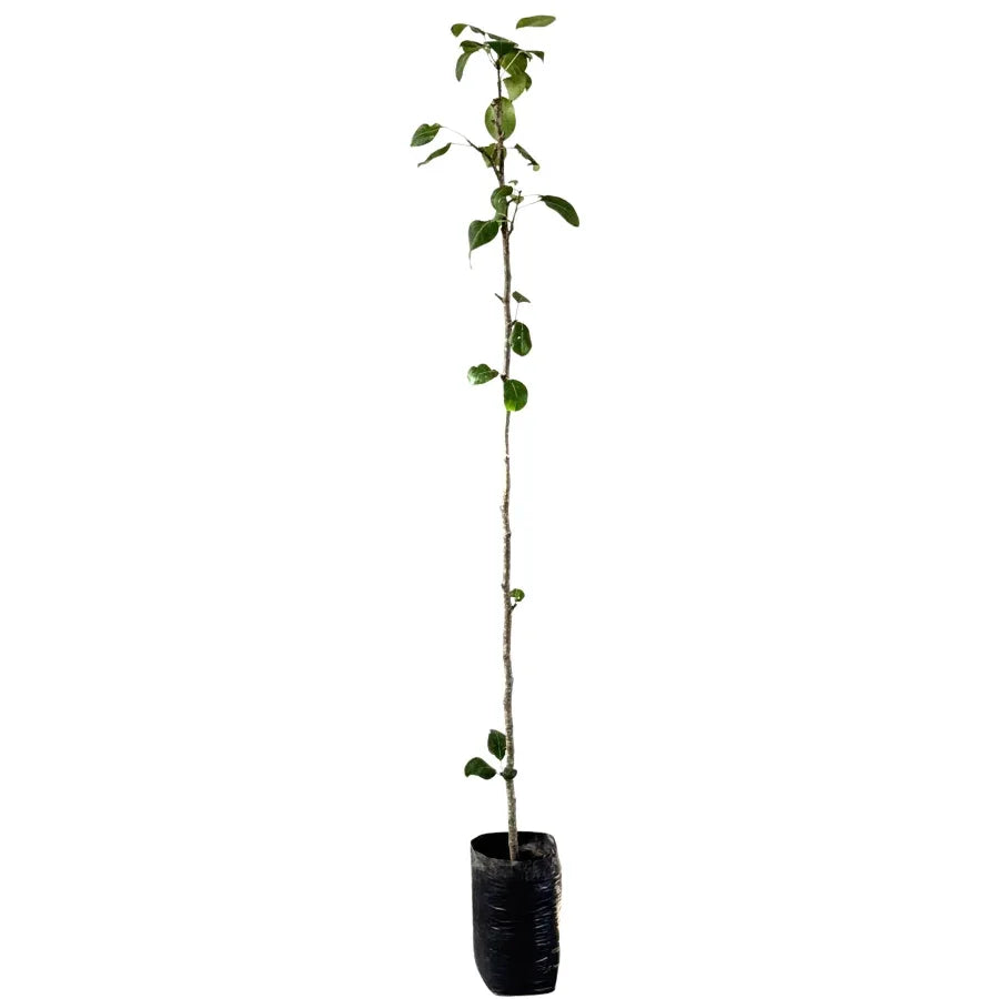 ARBOL PERA - Vivero Yañez 