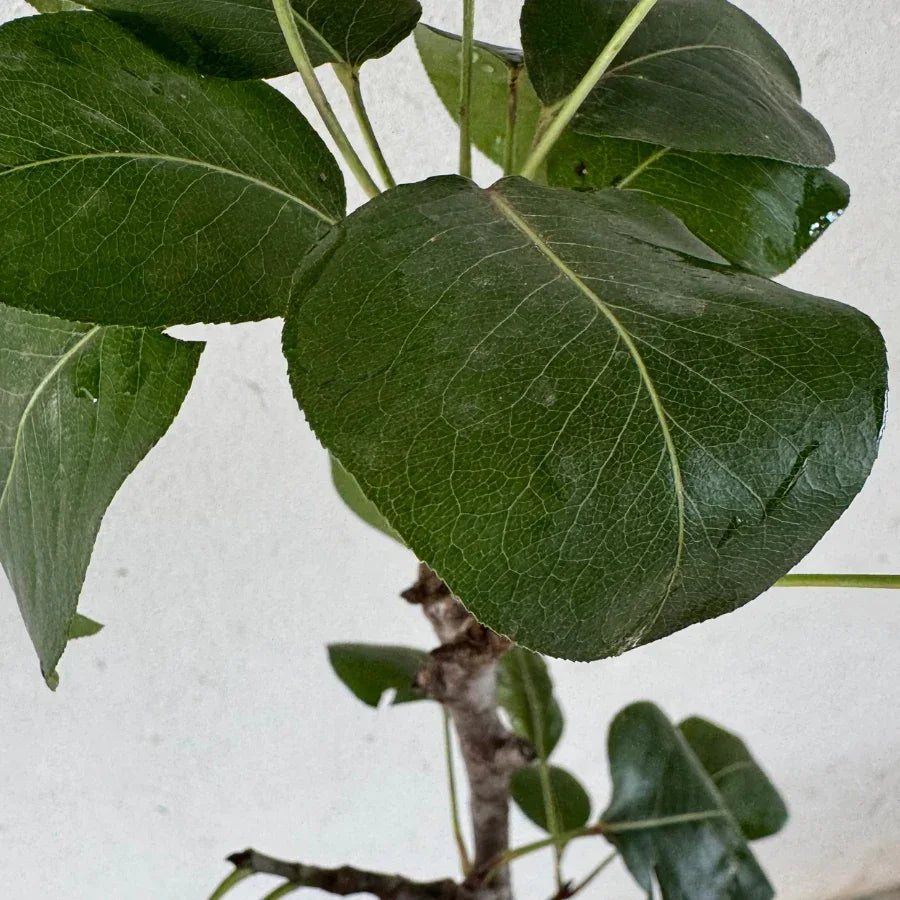 ARBOL PERA - Vivero Yañez 