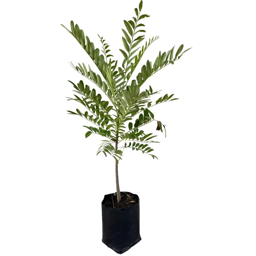 ARBOL PISTACHE - Vivero Yañez 