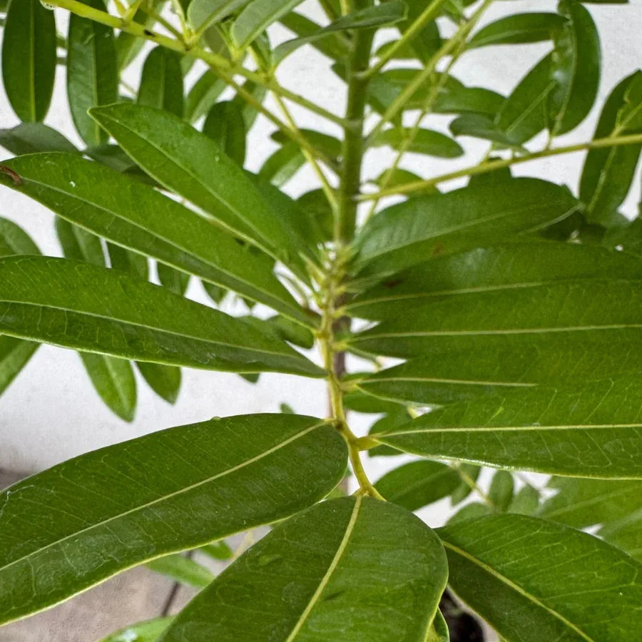 ARBOL PISTACHE - Vivero Yañez 