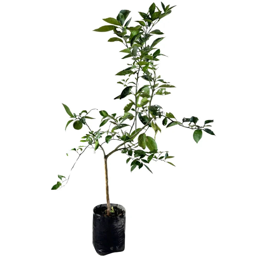 ARBOL POMELO (TORONJA) - Vivero Yañez 