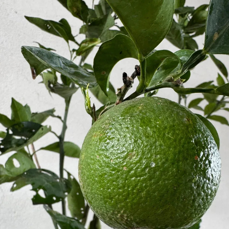 ARBOL POMELO (TORONJA) - Vivero Yañez 