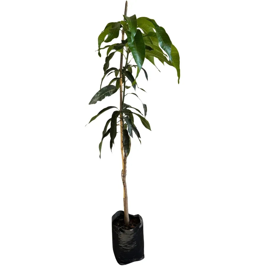 ARBOL MANGO ATAULFO - Vivero Yañez 