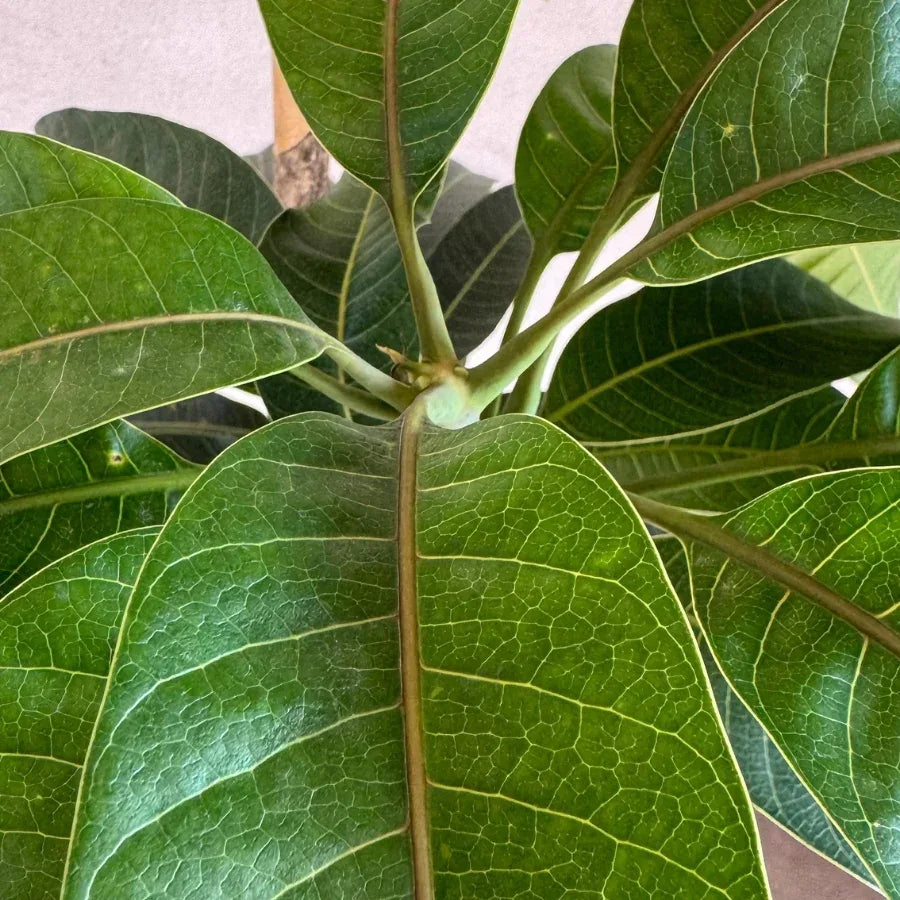 ARBOL MANGO ATAULFO - Vivero Yañez 