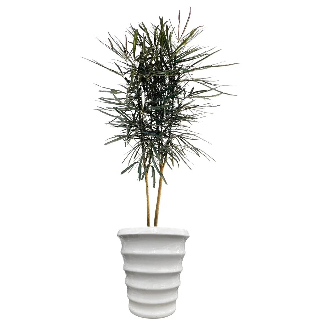MACETA DE CERAMICA ARTEMISA - Vivero Yañez 