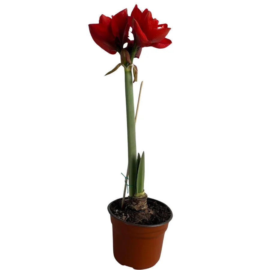AZUCENA (AMARYLLIS) - Vivero Yañez 