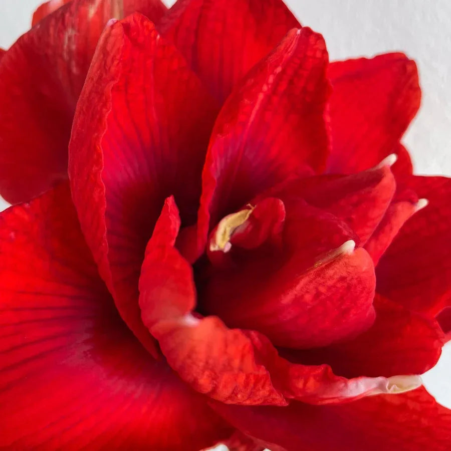 AZUCENA (AMARYLLIS) - Vivero Yañez 