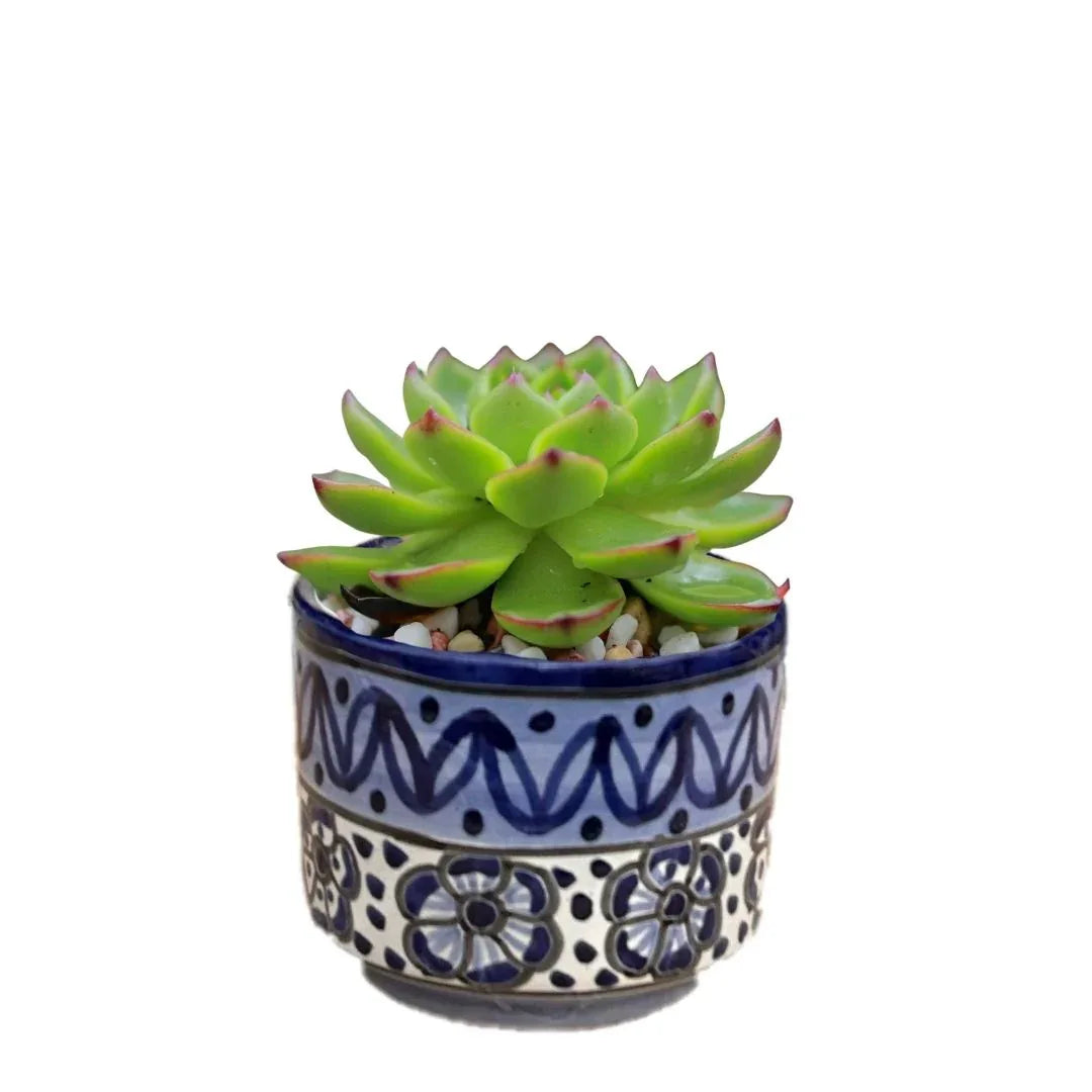 MACETA DE CERAMICA AZULEJO CHICO - Vivero Yañez 