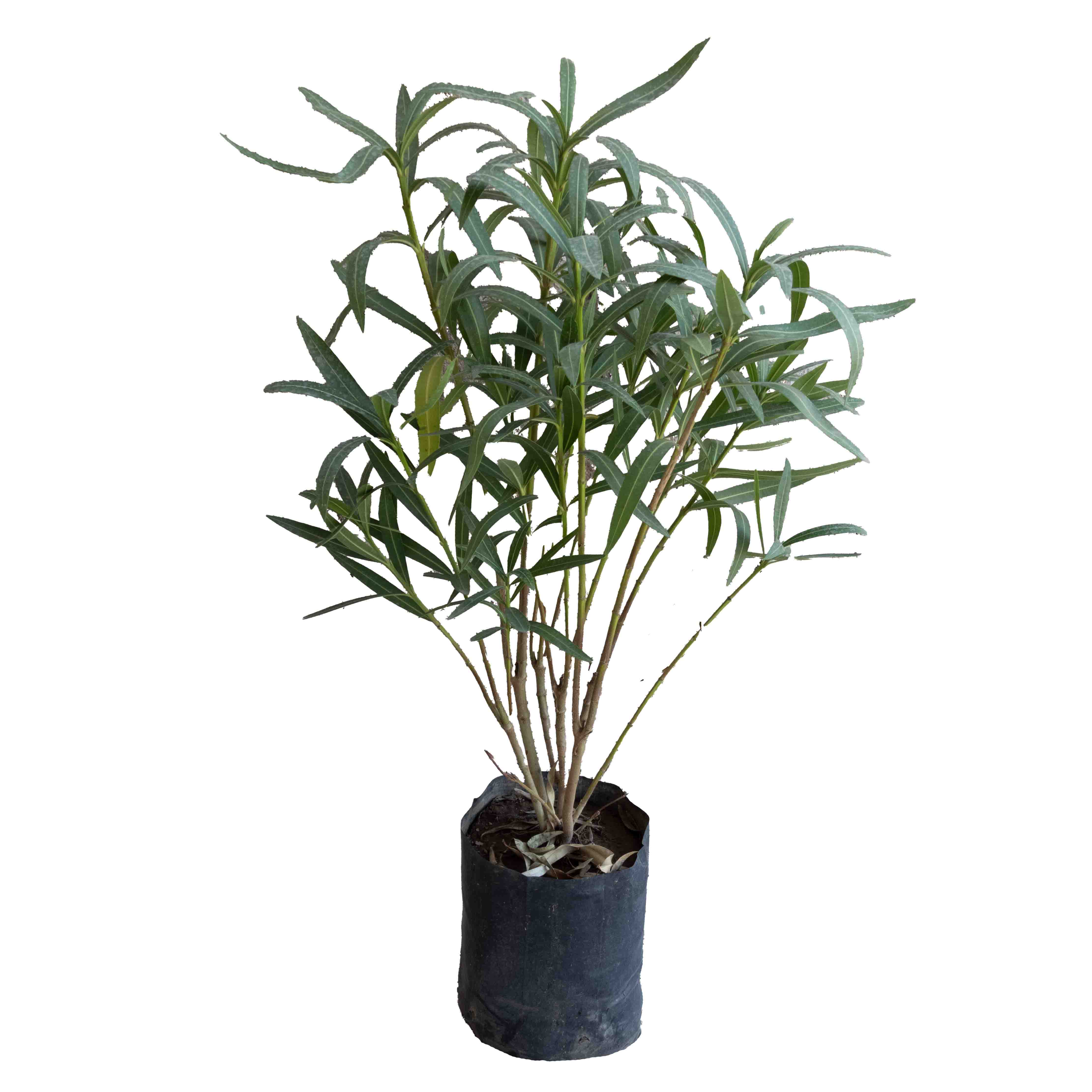 ADELFA COMUN (ROSA LAUREL)