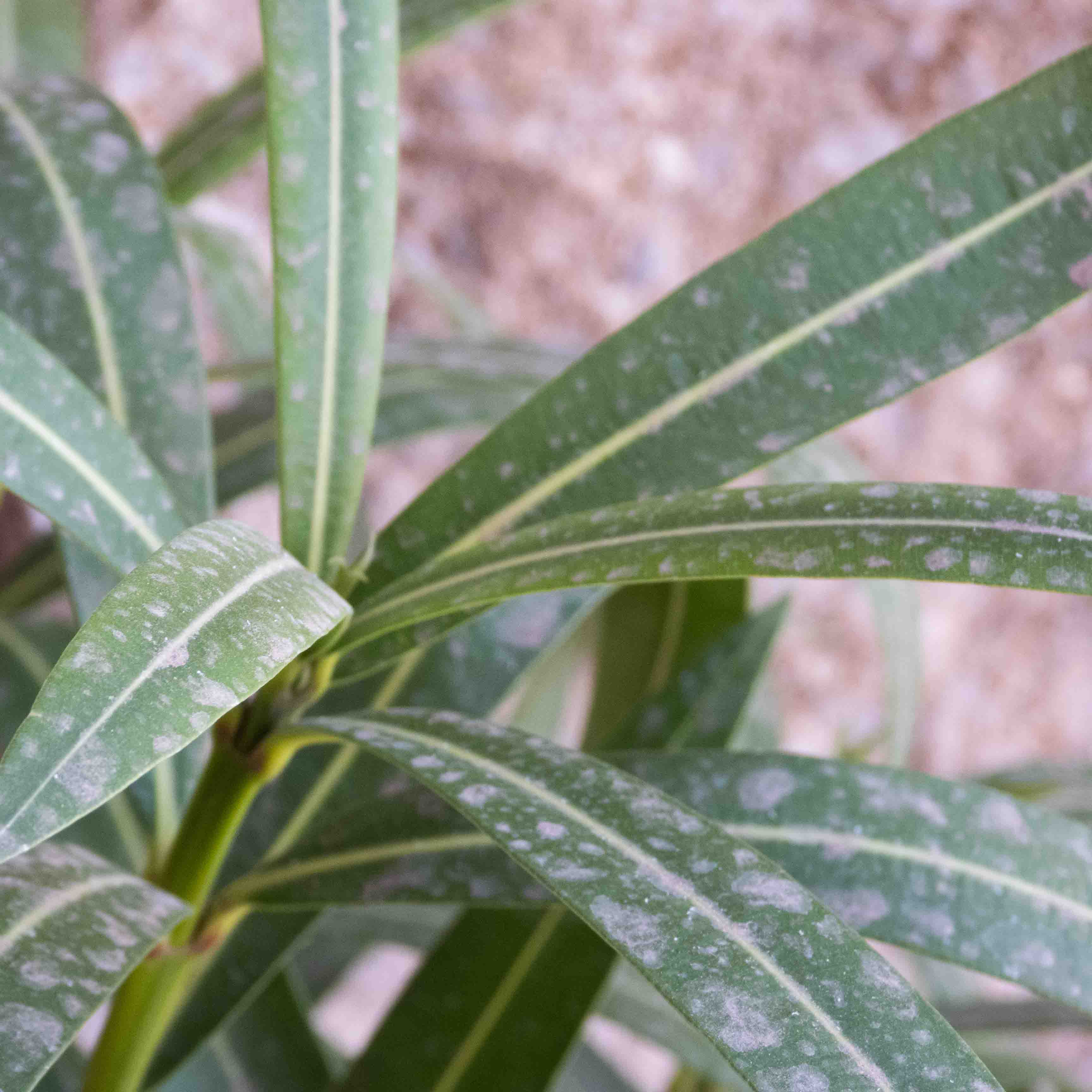 ADELFA COMUN (ROSA LAUREL)