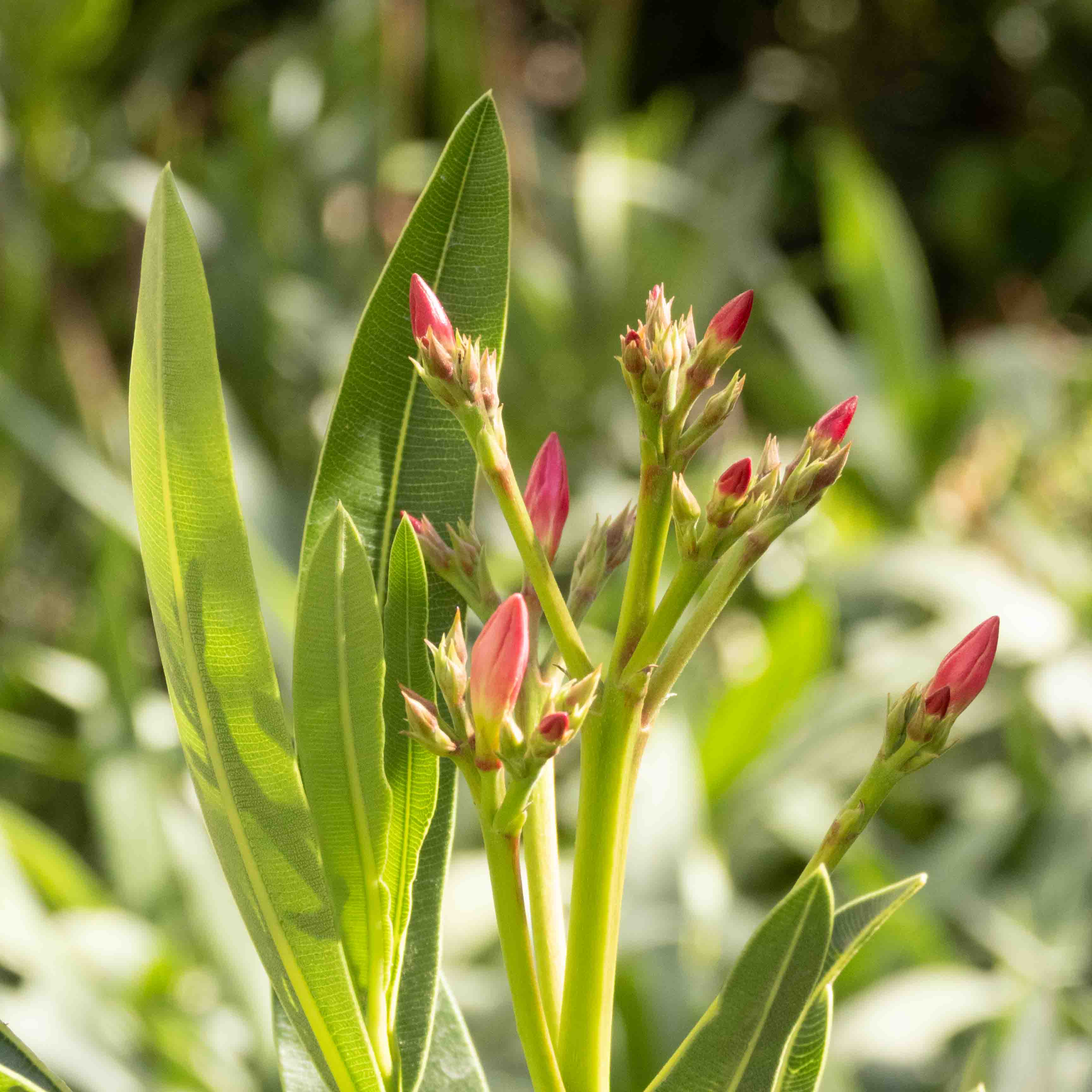 ADELFA COMUN (ROSA LAUREL)