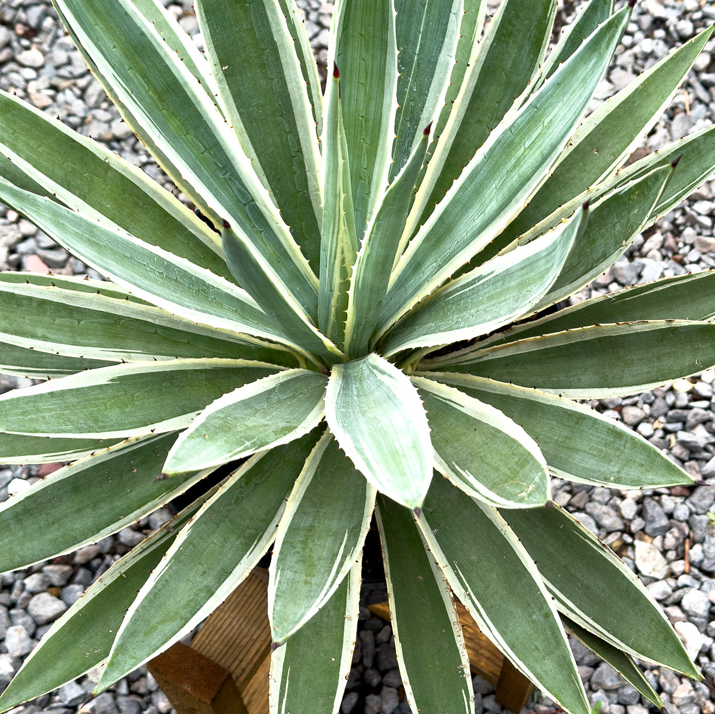 AGAVE AMERICANO