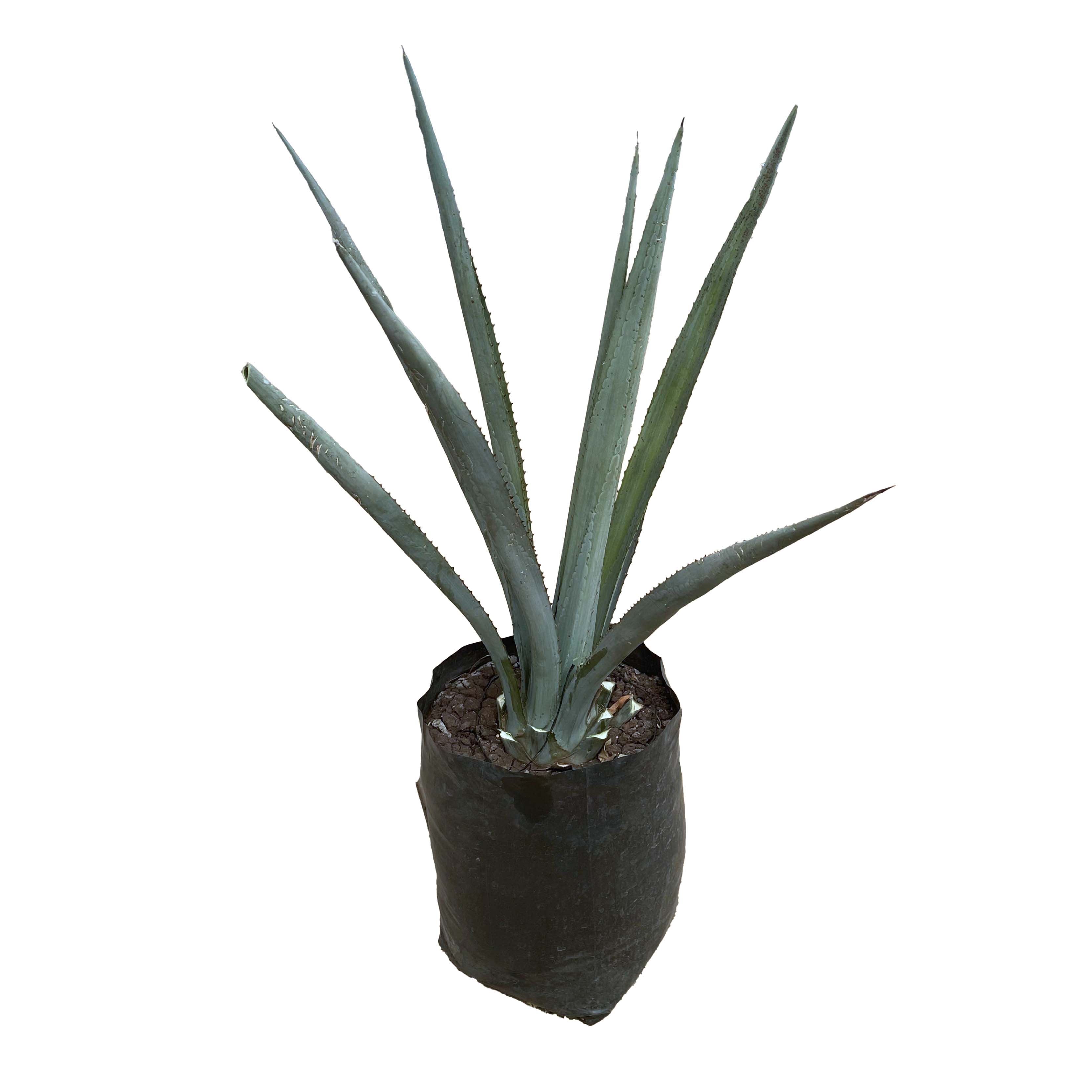 AGAVE AZUL ( 50 CM )