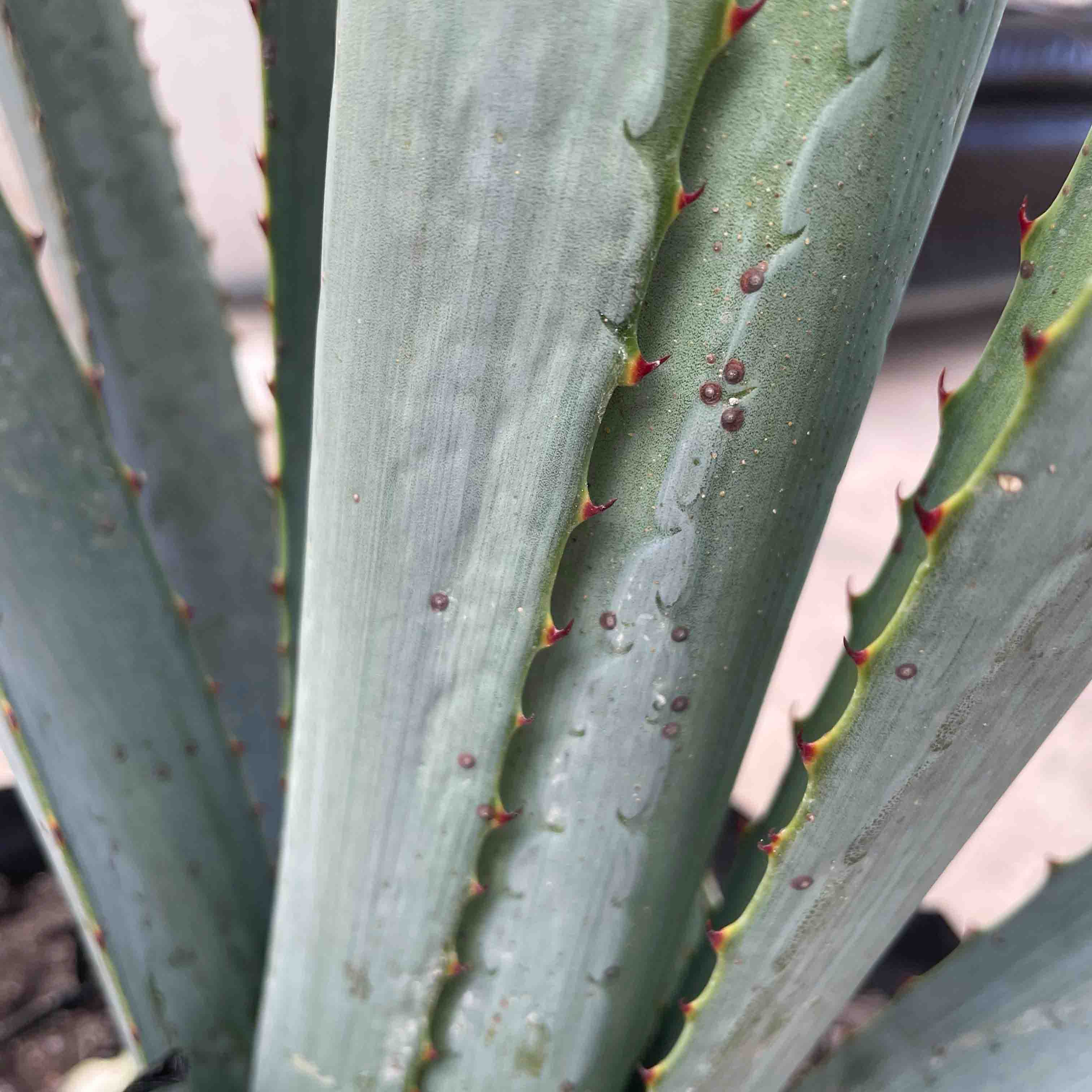 AGAVE AZUL ( 50 CM )
