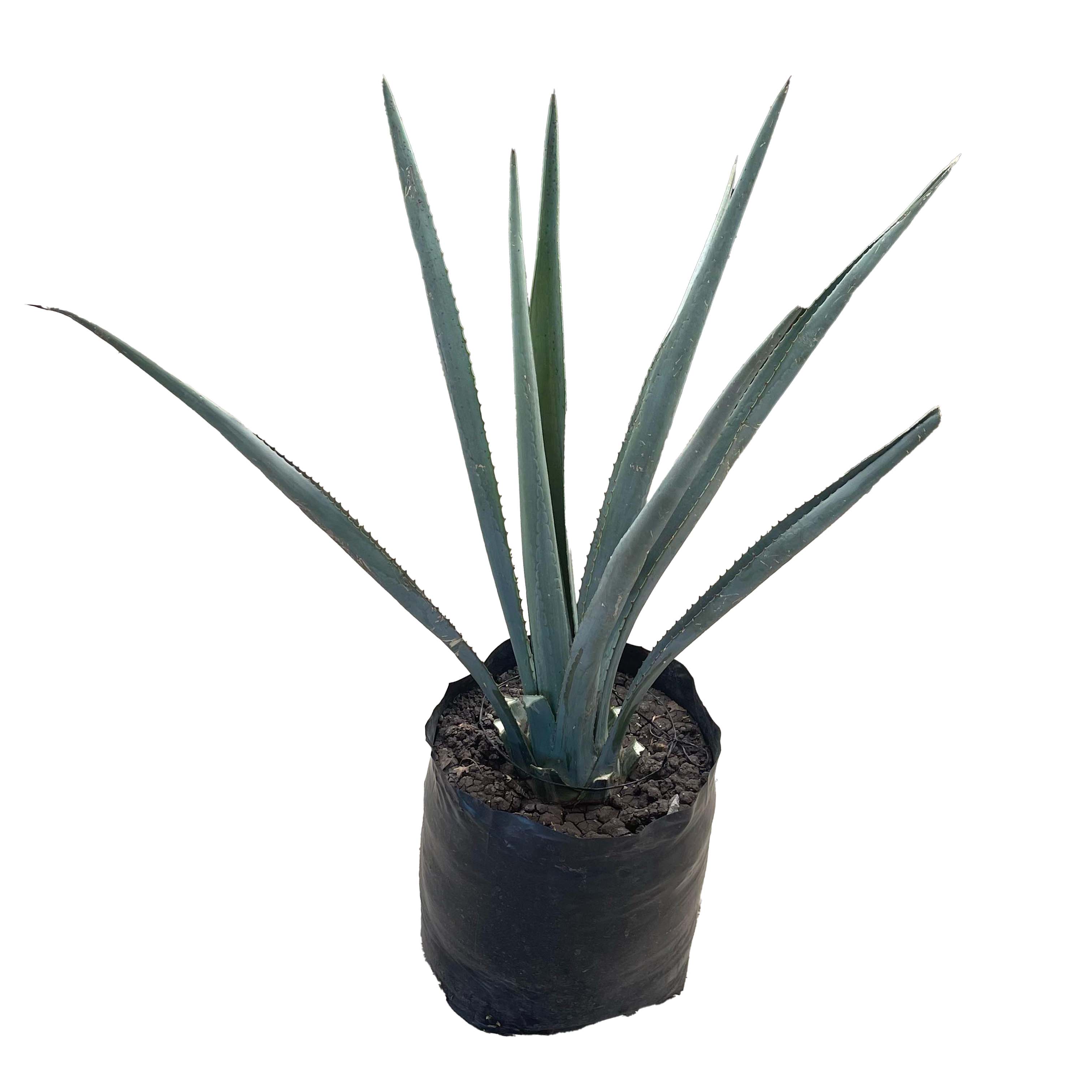 AGAVE AZUL ( 80 CM)