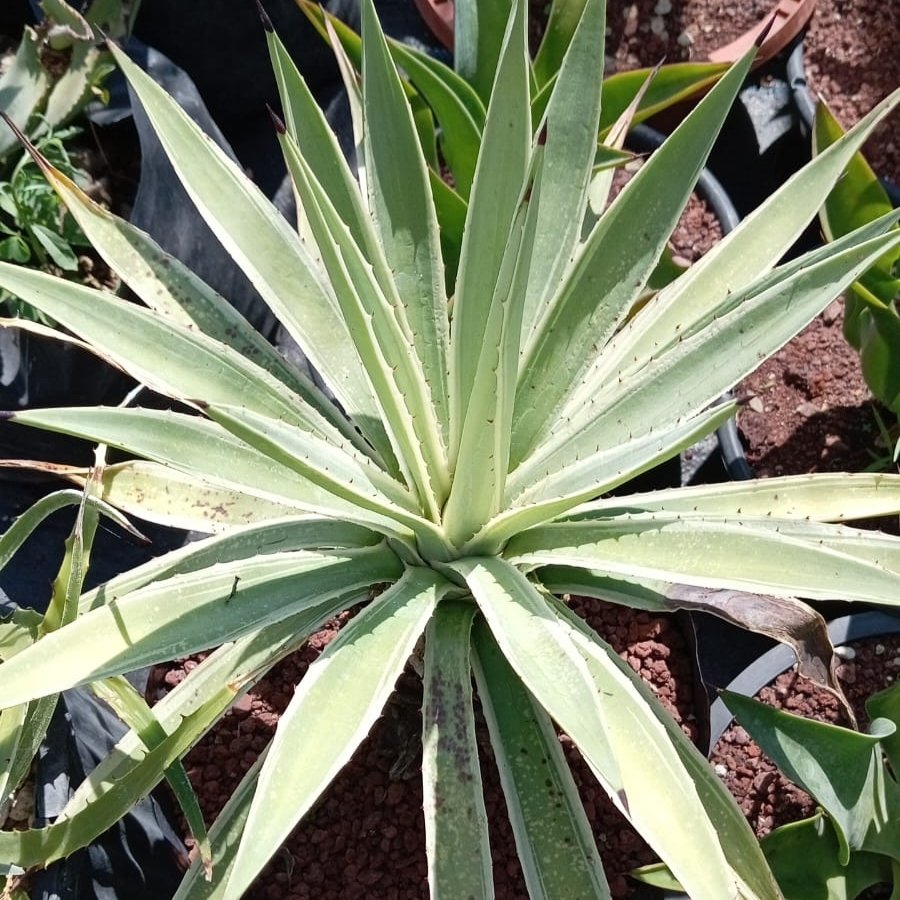 AGAVE ANGUSTIFOLIA (VIVIPARA)
