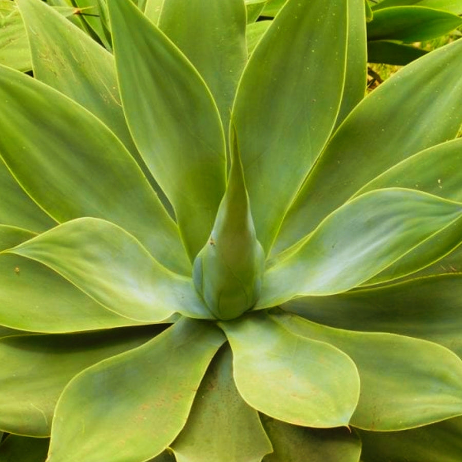 AGAVE ATENUATA