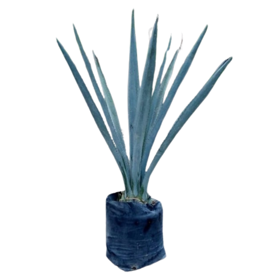 AGAVE AZUL ( 1 M )
